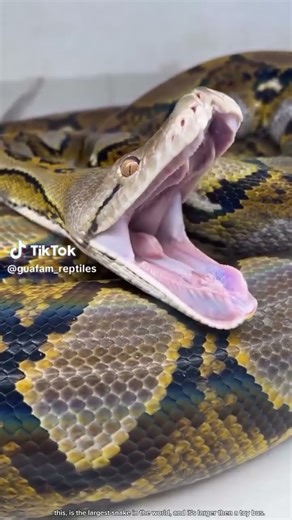 fun fact:reticulated python