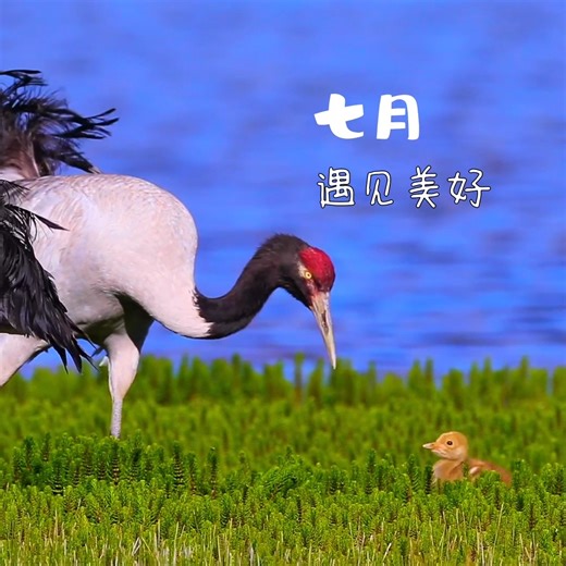 sweet family of Black-necked Cranes (黑颈鹤,Grus nigricollis), in Nagqu City of Xizang (#Tibet) autonomous region (西藏那曲). It is under top-class state protection in #China. Estimated population in Xizang alone is 10,000 . ❤西藏老吕 ❤❤❤ #Nature #Peace #wildlife #Chinese #love #travel | Lin hillside