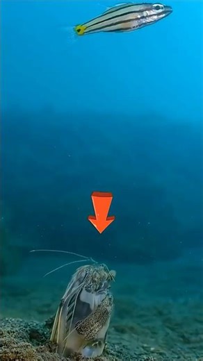Tiny but Terrifying: The Mantis Shrimp’s Deadly Punch #seacreatures #wildfacts #oceanlife