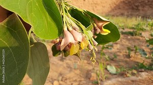 Flower of Gmelina arborea tree. Gmelina arborea, other names beechwood, gmelina, goomar teak, Kashmir tree, Malay beechwood, white teak, yamane. locally known as gamhar tree.