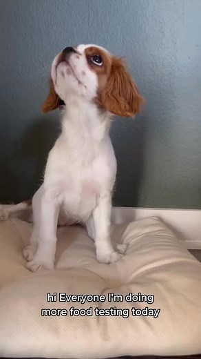 9.1K views · 491 reactions | Pippa being unsure of green beans. #pippa #dogtryingfood #dogsoftiktok #puppy #newpuppy #cutepuppy #cavalier #smallpuppy | Pipa - The Cav King | Facebook