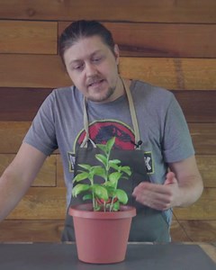 3K views · 40 reactions | Growing BASIL indoors  Yes, it is possible. Check out these tips. #gardentips #basil #indoorgarden #herbgarden | True Leaf Market | Facebook