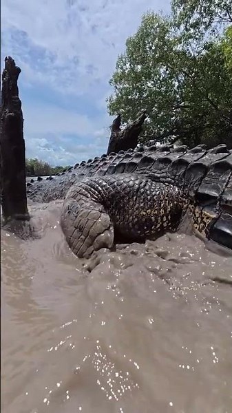 A very large crocodile.