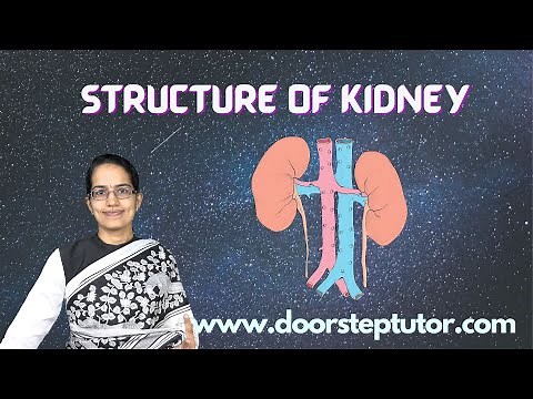 Structure of Kidney: Nephron (PCT, DCT, Loop of Henle), Hilium, Renal Nerve, Cortex, Medulla|Biology