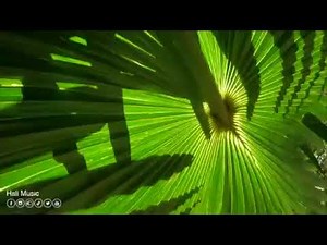 Nature Flyover 8 Hours of Relaxation 🌿