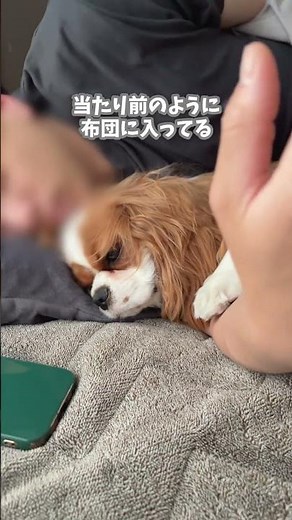 自認は人かもしれません #キャバリア#元気になる動画 #犬のいる暮らし #癒し