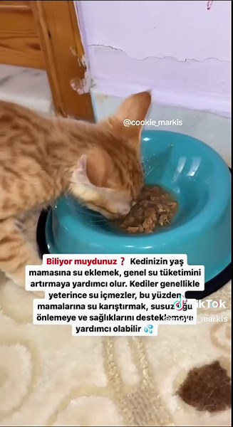 Kediniz İçin Yaş Mama Hakkında Bilmeniz Gerekenler!