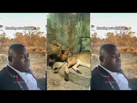 Lizard Life Moments 🦎 Funny Lizard Compilation