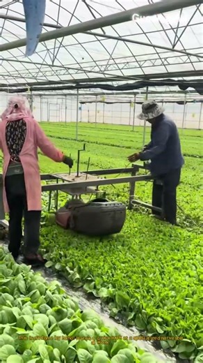 This Machine Perfectly Harvests Lettuce! #Shorts