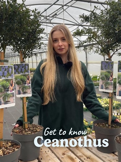 A cloud of blue that blooms in late spring, Ceanothus is a true garden showpiece. With masses of vibrant flowers and glossy evergreen foliage, it brings colour, structure and pollinator appeal all in one. 💙 Rich blue blooms 🌿 Evergreen interest 🐝 Loved by bees Perfect for sunny borders and sheltered spots, Ceanothus is a beautiful way to welcome the warmer months. Discover the range at gardenersdream.co.uk ✨