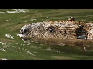 Secrets of Miracle Animal Rescues (Animal Documentary)