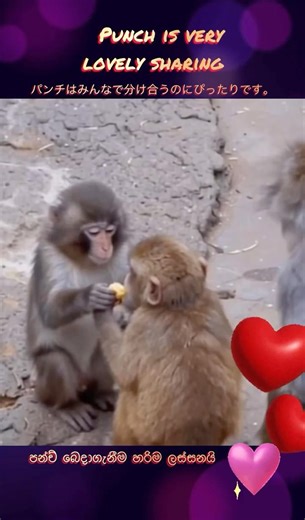 🔥woow❤️🌎🫶lovely sharing | ලස්සන බෙදාගැනීමක් | 素敵な共有