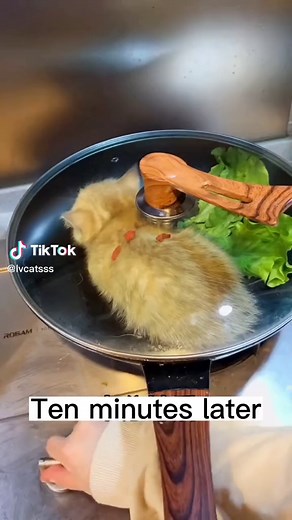 Cat Cooking Tutorial: Simplest Way to Cook High-End Ingredients