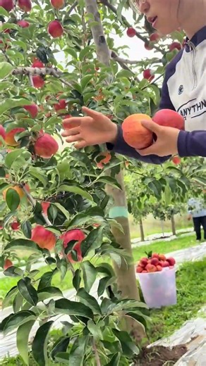 Fresh 🍎 Red apples are ready to harvest#farmlife #satisfying #gardening #fruits #viralvideo