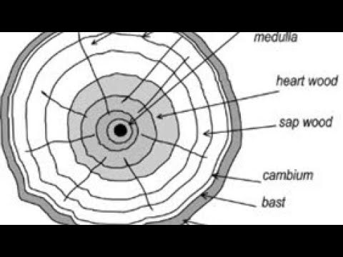 Ms. Tenisha Wintz- 1050054 (Lesson 1) Parts of a tree trunk