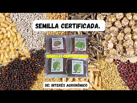 Certificación de semillas ¿Qué es? 🌱👨🏻‍🌾