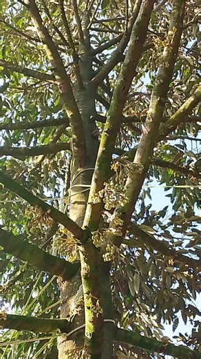 วิดีโอของ ดำรงรัตน์ วงค์สวัสดิ์ (@wongsawat01meedgreed) พร้อมเพลง เสียงต้นฉบับ - คนรักเพลง