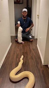 17K views · 157 reactions | My Python 'Banana Pudding_ Vs GIANT Rabbit Part 2!  #Snake #King #Video #Clip #Snakeking | Snake King | Facebook