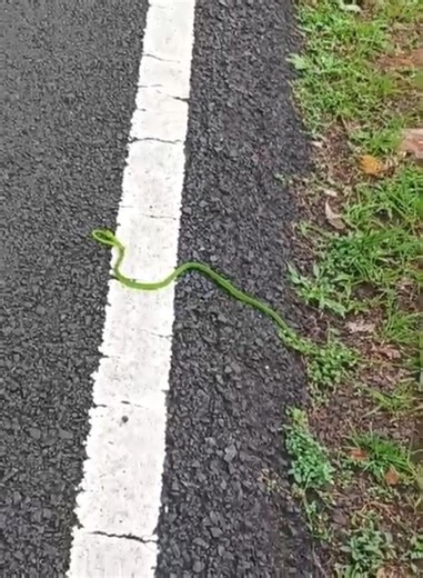 green snake 🐍🐍 #forestsounds