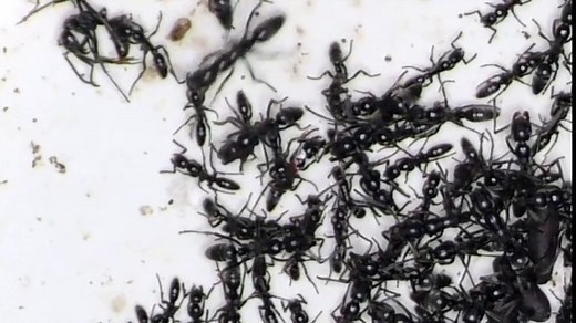 Matabele ants recognize infected wounds and treat them with antibiotics