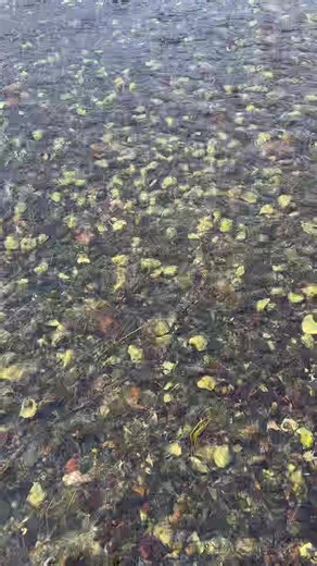 Discover the Art of Oyster Farming in Maine