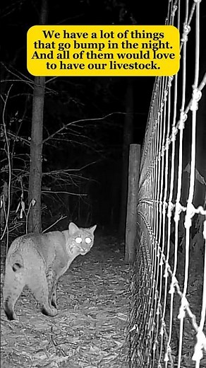 Will Great Pyrenees Protect Our Livestock? #greatpyrenees #livestockguardiandog