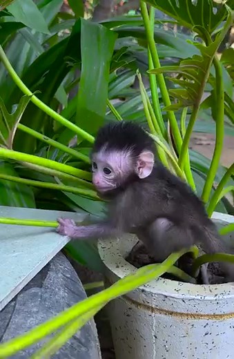 50K views · 1K reactions | ( #monkey #topvideoreel #facebookviral #babymonkey #pet #reelmonkey #tiktok #smartmonkey #videoreel #reel #animal #amazingvideoreel #fypviralシ #fy #poormon #cutemonkey #cute #viralvideo #littlebabymonkey | Irena R23 | Facebook