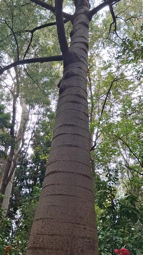 One of Australia's endemic trees 🌳 See the Queensland bottle tree (Brachychiton rupestris). The swollen trunk stores water. #trees #naturelovers #nature | Elizah Maso Simon