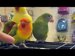 Atlanta Bird expo 2022