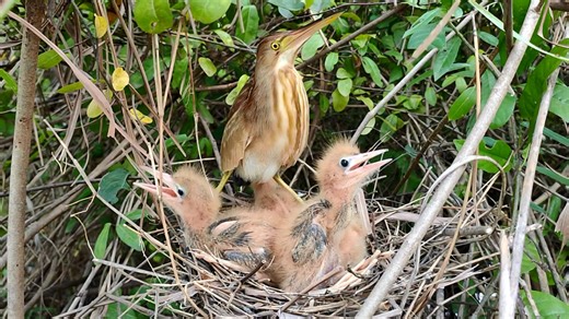 What Happened to the Mother Bird? | Border Birds