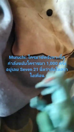 Ultraseven 21 And Muruchi