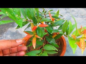 Beautiful Photinia (Red Robin) Plant Caring Tips