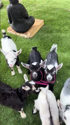 Cute Baby Goats Playing Together | Funny & Adorable Goat Kids Compilation 🐐❤️