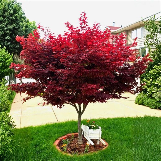 2.5 Emperor I Red Japanese Maple Tree – Acer Palmatum with Deep Foliage, Hardy Ornamental - Etsy.de