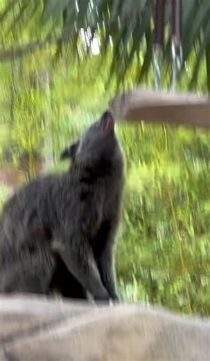 Binturongs get the zoomies too 🏎️ These arboreal bearcats aren't usually in a hurry but can move up to 15mph when they want to. Their padded paws and long claws help them glide through the trees and their ankles can turn 180 degrees to enhance their grip while climbing headfirst. #olympianintraining #binturong #bearcat #cirquedusafaripark 🎥: Steve Westfall | San Diego Zoo Safari Park