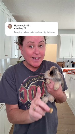Looking for a pet bunny?