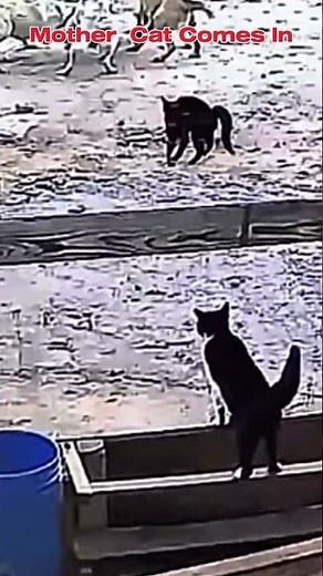 “Mother Cat Saves Kitten from Dog Attack!