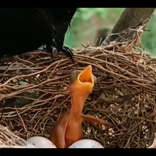 16K views · 239 reactions | A Mother’s Watchful Care in a Crow's Nest!! #birds #bird #nature #birdsofinstagram #wildlife #birdphotography #naturephotography #wildlifephotography #photography #birdwatching #birdlovers #birding #animals #naturelovers #best #of #love #birdstagram #ig #parrots #photooftheday #captures #art #canon #aves #nikon #perfection #parrot #animal #birdlife | Bird world | Facebook