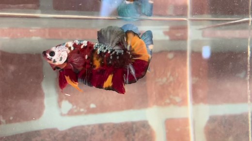 Explore the Colorful World of Betta Fish at Duarte Fish Farm