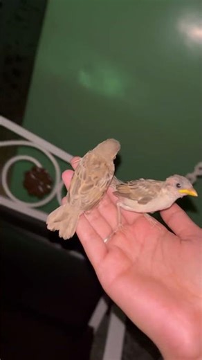 New baby 🐣✨🫶 #shortvideo #love #bird #pet #sparrow #shorts #morningvibes #newpost #fyp