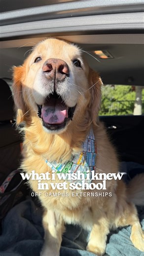 Dr. Anna Schozer | Relief Veterinarian on Instagram: "tip for clinical year in vet school: schedule off campus externships whenever you can!! the real world experience teaches lessons you can’t learn in a university setting, and time “away from school” feels like a breath of fresh air 🫶🏼 current veterinarians: what was your favorite externship you’d recommend? current vet students: what externship are you looking forward to most? #veterinarian #vetmed #vetschool #vetstudent #futuredvm"