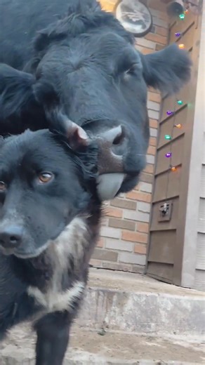 6.6K views · 244 reactions | Daisy says Sarge is laid off until further notice....she says pay cuts, I say HR filed harassment charges. #farmlife #bordercollie | Dakotafunnyfarm | Facebook