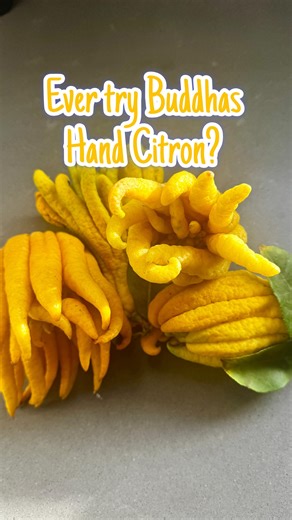 Chris Cosentino on Instagram: "Every year I look forward to citrus season & this is one of my all time favorites. Buddha’s Hand Citron is so beautiful, aromatic & delicious. Classically used as candied fruit it is so versatile, keep an eye out for recipes & videos to come."