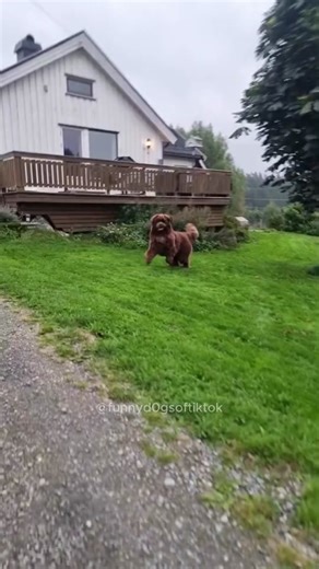 Hilarious Dog Videos Compilation