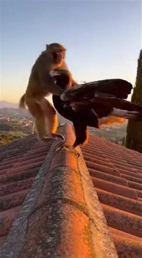 Monkey Jumps on an Eagle and They Take Off