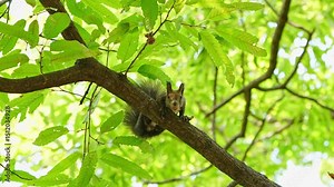 Slow Motion: Squirrel with Acorn - Spotted by Camera, Brief Gaze, Then Departure