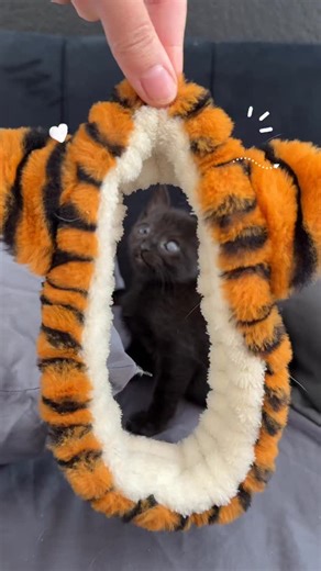 Hannah Shaw ║ KITTEN LADY👸🏼🍼🐱 on Instagram: "Volume up for hissygrowls! There’s a time in every kitten’s life when they realize they are a very fearsome beast. That time is usually right around 6 weeks old. At this age they’ve just weaned onto meat, and their hunting instincts are kicking into overdrive! The wild-n-crazies do subside over the coming months, but beware: if you’re adopting a very young kitten, you’re welcoming a ferocious micropredator into your bed. Yuzu has decided that the 