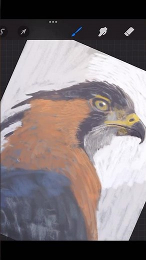 Animal Drawing: Ornate Hawk-Eagleنقاشی حیوانات: شاهین‌عقاب آراسته