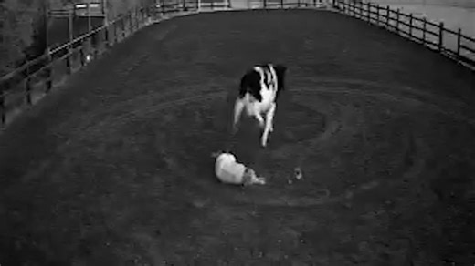 Horrifying moment rampant cow tramples woman and kicks her in the face