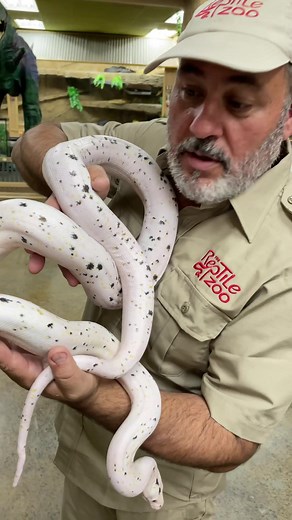 Amazing Green Anaconda Pattern on Snake